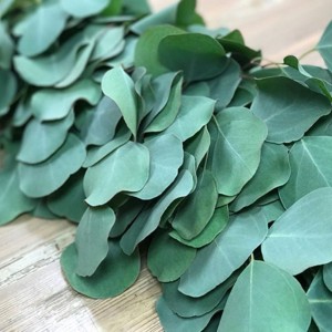 Silver Dollar Eucaluptus Garland