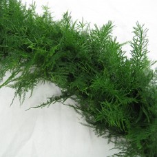 Sprengeri Plumosus Garland