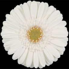 White Mini Gerbera