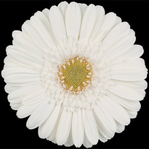 White Mini Gerbera
