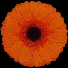 Orange Gerbera