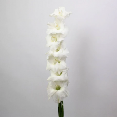 White Gladiolus