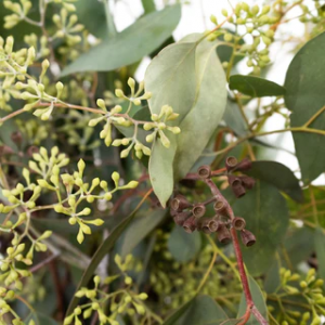 Seeded Eucalyptus 
