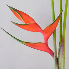 Heliconia