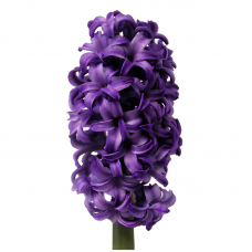 Purple Hyacinth