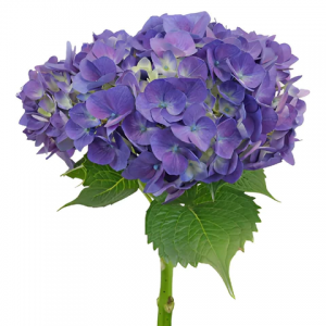 Purple Hydrangea