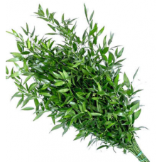 Italian Ruscus