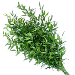 Italian Ruscus