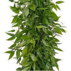 Italian Ruscus Garland