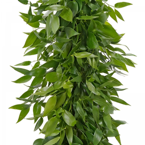 Italian Ruscus Garland