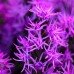 Liatris