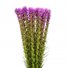Liatris