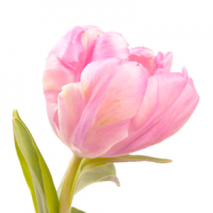 Pink Tulip