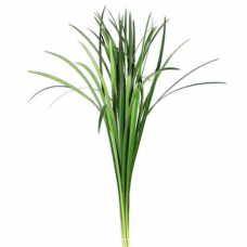 Lily Grass