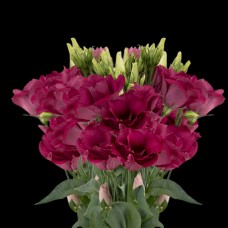 Magenta Lisianthus