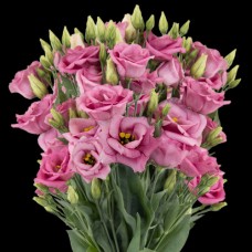 Pink Lisianthus