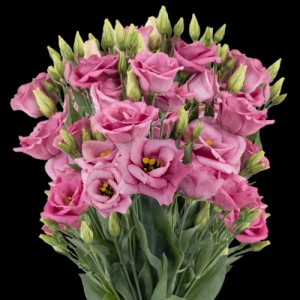 Pink Lisianthus