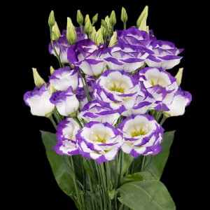 Purple Rim Lisianthus