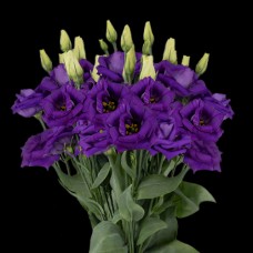 Purple Lisianthus