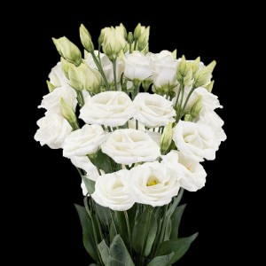 White Lisianthus