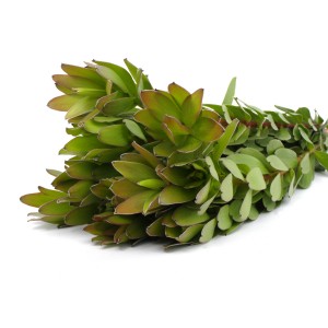 Leucadendron