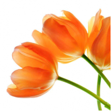 Orange Tulip
