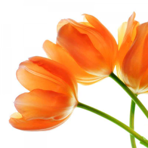 Orange Tulip