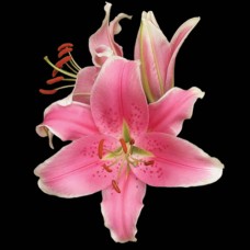 Pink Oriental Lily