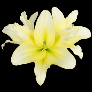 Yellow Oriental Lily
