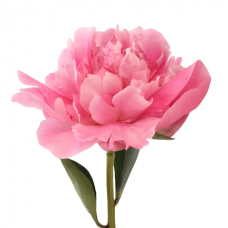 Pink Peony