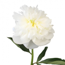 White Peony
