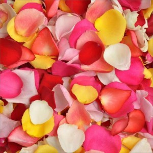 Assorted Rose Petals