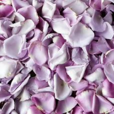 Lavender Rose Petals