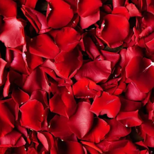 Red Rose Petals