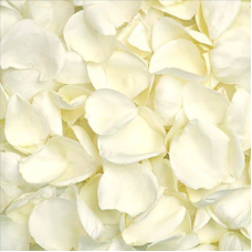White Rose Petals