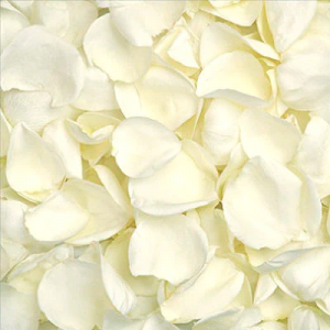 White Rose Petals
