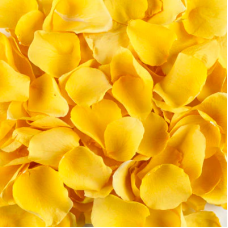 Yellow Rose Petals
