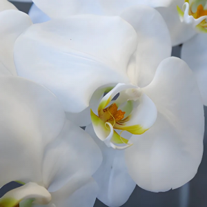 White Phalaenopsis Orchid