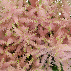 Pink Astilbe