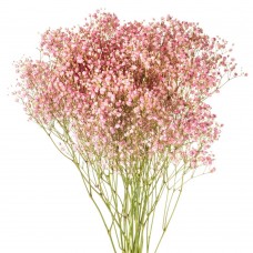 Pink Tinted Baby's Breath