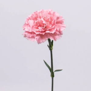 Pink Carnation