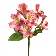 Pink Alstroemeria