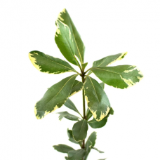Variegated Pittosporum
