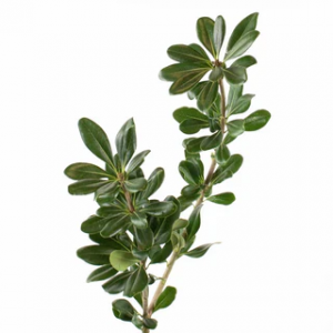 Green Pittosporum