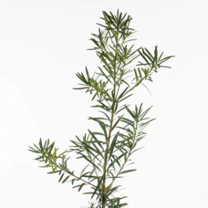 Podocarpus