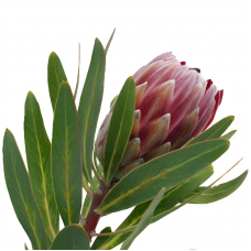 Pink Ice Protea