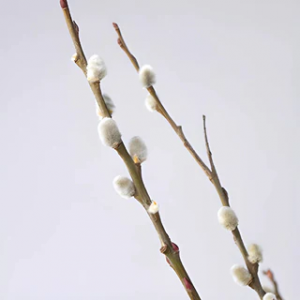 Pussy Willow