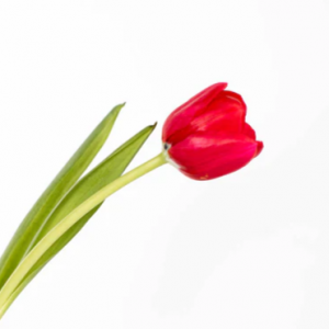 Red Tulip