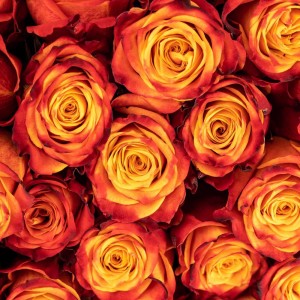 Bi-Colour Burgundy Yellow Roses