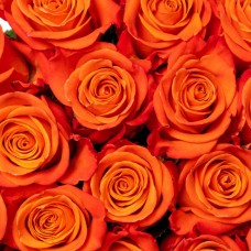 Orange Roses